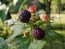 Black Raspberry Seeds (Certified Organic)