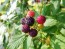 Black Raspberry Seeds (Certified Organic)