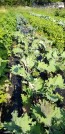 Kale 'Red Russian' Seeds (Certified Organic)