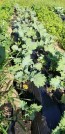Kale 'Red Russian' Seeds (Certified Organic)