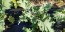 Kale 'Red Russian' Seeds (Certified Organic)