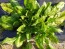 Spinach 'Medania'