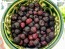 Black Raspberry Seeds (Certified Organic)