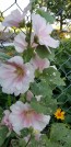 Hollyhock 'Pastel Pink' Seeds (Certified Organic)