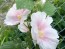 Hollyhock 'Pastel Pink' Seeds (Certified Organic)