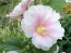 Hollyhock 'Pastel Pink' Seeds (Certified Organic)