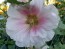 Hollyhock 'Pastel Pink' Seeds (Certified Organic)