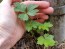 Creeping Buttercup Seeds (Certified Organic)