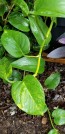 Golden Pothos Vine (Live Plant)