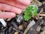 Hardy Geranium AKA Bloody Cranesbill Seeds (Certified Organic)