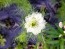 Love-in-a-Mist 'Persian Jewels Blue and White Mix' Seeds (Certified Organic)