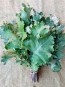 Kale 'Red Russian' Seeds (Certified Organic)