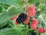 Wild Blackberry Seeds (Certified Organic)