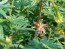 Hardy Geranium AKA Bloody Cranesbill Seeds (Certified Organic)