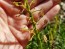 Candytuft, White Seeds (Certified Organic)