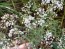 Hardy Baby's Breath Seeds (Certified Organic)