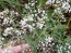 Hardy Baby's Breath Seeds (Certified Organic)