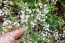 Hardy Baby's Breath Seeds (Certified Organic)