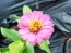 Dwarf Zinnia 'Magenta Sprite' Seeds (Certified Organic)