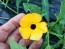 Black-Eyed Susan Vine Mix Seeds (Certified Organic)