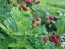 Wild Blackberry Seeds (Certified Organic)