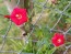 Red Cardinal Climber Morning Glory 