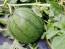 Watermelon 'Blacktail Mountain' Seeds (Certified Organic)