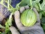 Watermelon 'Blacktail Mountain' Seeds (Certified Organic)