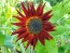 Sunflower 'Indian Blanket' Seeds (Certified Organic)