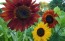 Sunflower 'Indian Blanket' Seeds (Certified Organic)