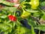 Hot Pepper ‘Brazilian Starfish' Seeds (Certified Organic)