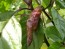 Hot Pepper ‘Black Ghost (Bhut Jolokia x Pimenta de Neyde)' Seeds (Certified Organic)