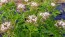 Spider Flower, Cleome marshallii 'White Spider' Seeds (Certified Organic)