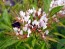 Spider Flower, Cleome marshallii 'White Spider' Seeds (Certified Organic)