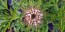 Spider Flower, Cleome marshallii 'White Spider' Seeds (Certified Organic)