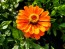 Zinnia 'Fruit Smoothie Mix' Seeds (Certified Organic)