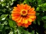 Zinnia 'Orange Fruit Smoothie' Seeds (Certified Organic)