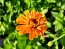 Zinnia 'Orange Fruit Smoothie' Seeds (Certified Organic)