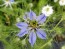 Love-in-a-Mist 'Persian Jewels Blue and White Mix' Seeds (Certified Organic)