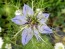 Love-in-a-Mist 'Persian Jewels Blue and White Mix' Seeds (Certified Organic)