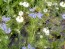 Love-in-a-Mist 'Persian Jewels Blue and White Mix' Seeds (Certified Organic)