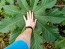 Castor Bean 'Giant Zanzibarensis' Seeds (Certified Organic)