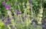 Salvia 'Blue Monday' Seeds (Certified Organic)