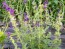 Salvia 'Blue Monday' Seeds (Certified Organic)