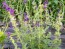 Salvia 'Blue Monday' Seeds (Certified Organic)