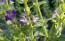 Salvia 'Blue Monday' Seeds (Certified Organic)