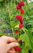 Strawberry Spinach Seeds (Certified Organic)