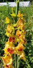 Gladiolus 'Jester' Cormels - Shipping 2025 Spring - Harvested on our Farm - USDA Certified Organic
