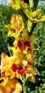 Gladiolus 'Jester' Cormels - Shipping 2025 Spring - Harvested on our Farm - USDA Certified Organic