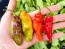 Hot Pepper ‘Black Ghost (Bhut Jolokia x Pimenta de Neyde)' Seeds (Certified Organic)